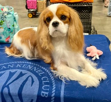 Susie keeps her beloved Mr. Pig toy close by at shows.