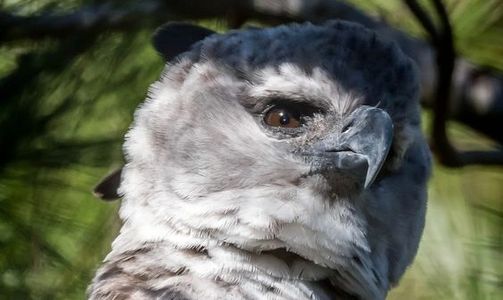 Harpy Eagle Panama National Bird