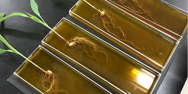 Hydroponic Production of La Vida Organica
Travis Taliaferro receiving student
AgroTourism in Panama