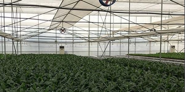 High Density Production of Food in Panama
Food Security In Central America
Travis Taliaferro