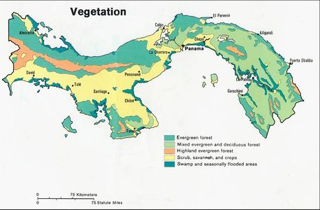 Panama´s Vegetation