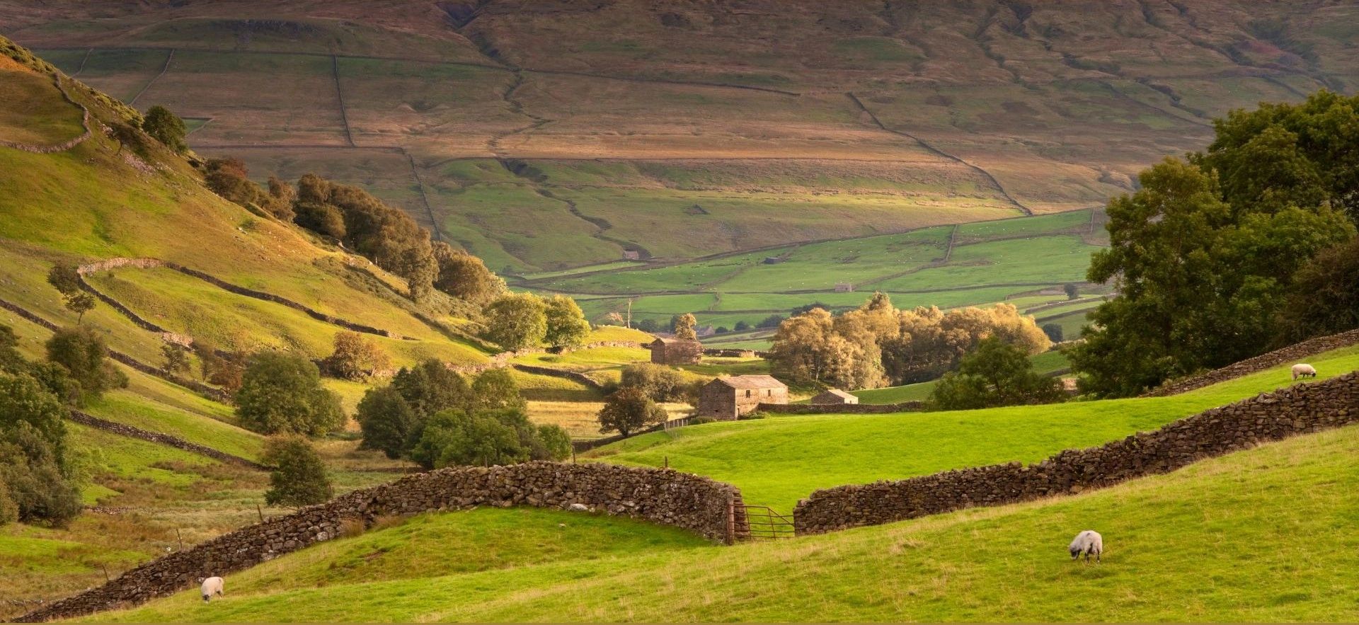 Sunlit green hills with stone walls and grazing sheep in a peaceful rural valley.