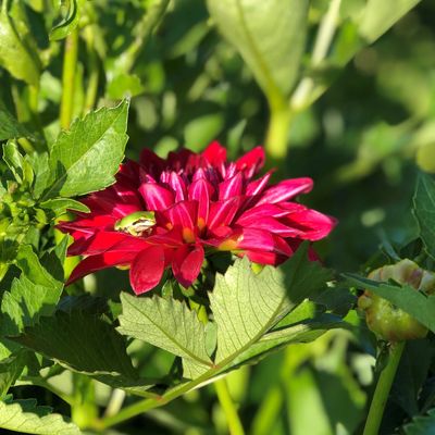 babylon red dahlia with frog