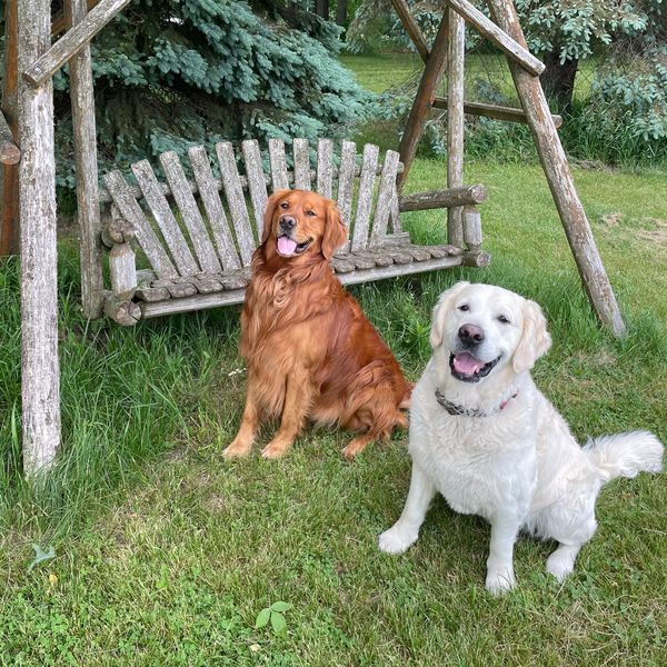 two retrievers smiling in front of swing