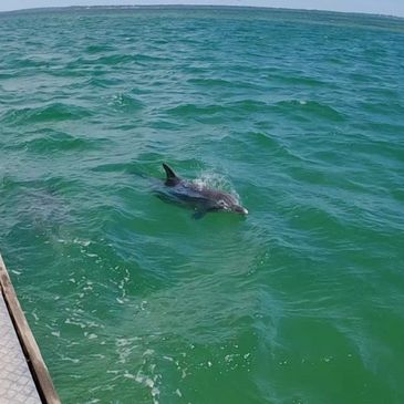 Dolphin spotting on a Mandurah cruise