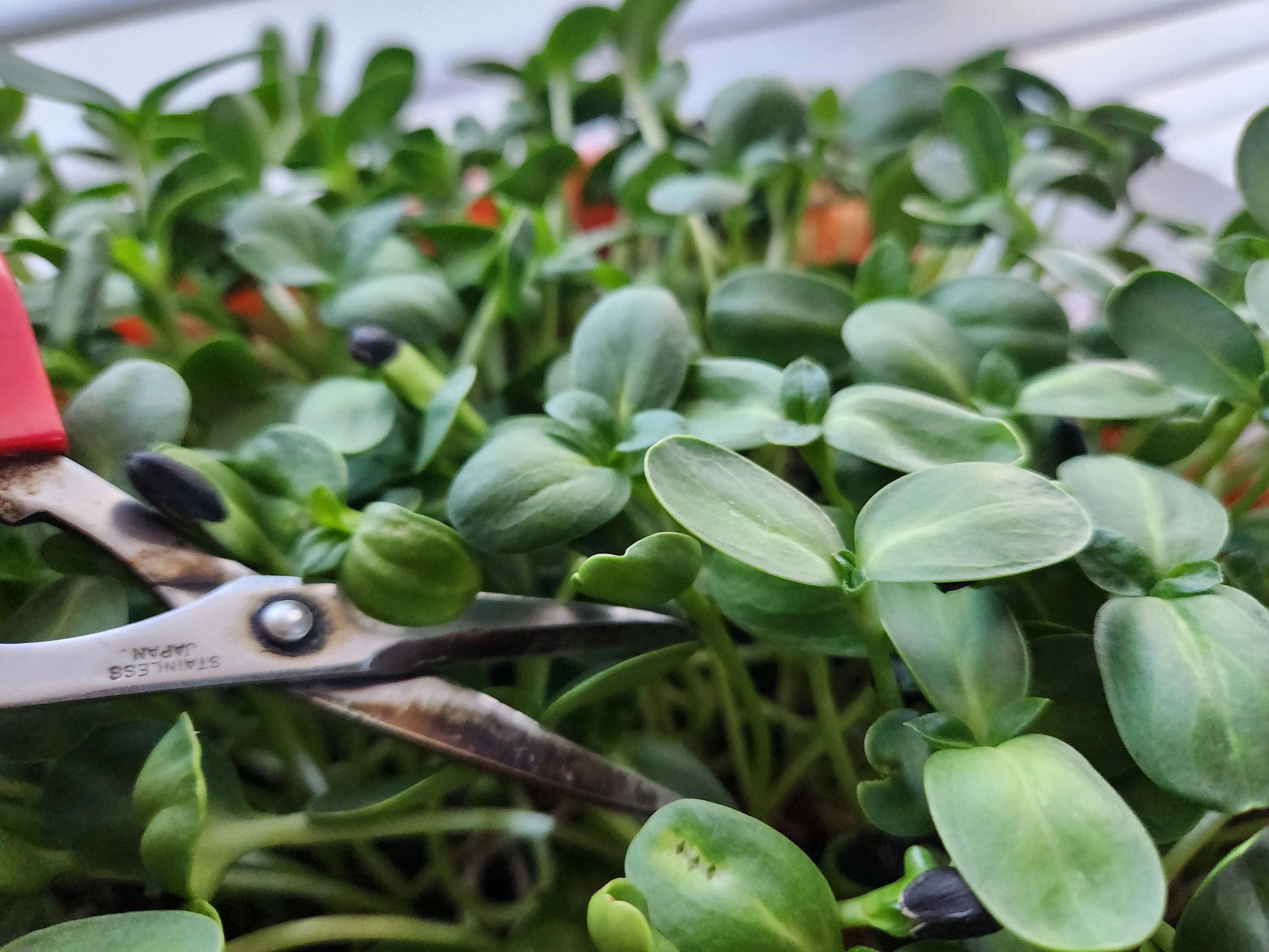 Fresh microgreens, seeds & grow kits in Torrance. We grow what we sell—simple and fresh daily