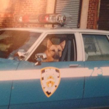 Old photo of K9 officer in NYPD vehicle