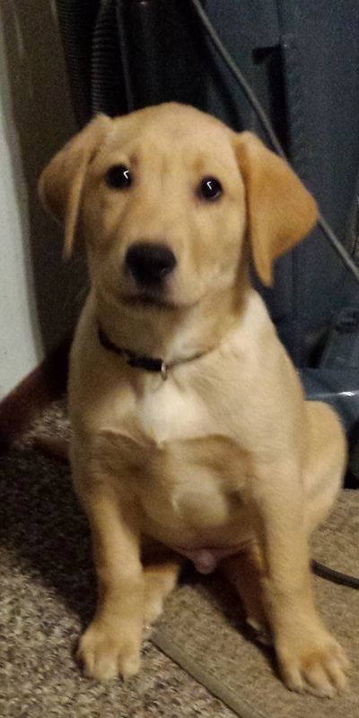 Puppy Instructions Smokin Gun Labradors