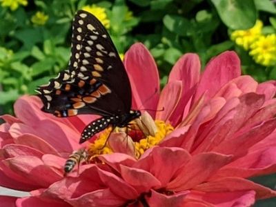 Butterflies and bee pollinating zinnias during their growing season
