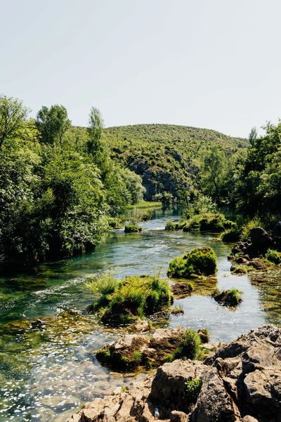 A clear river flowing through lush green trees and rocky terrain under a bright sky.