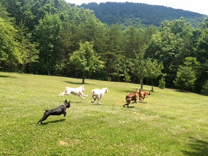 Dog Running