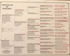5 Generation Pedigree