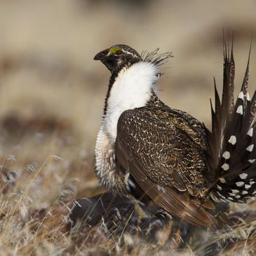 A sharp-tailed grouse displaying its impressive feathers in a natural habitat.