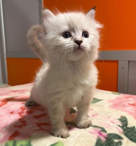 image2419
