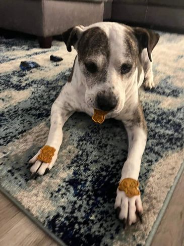 Ally enjoying her all natural dog treats from DJ's