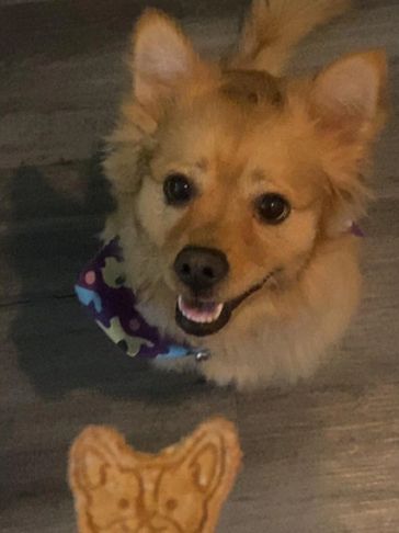 Nala eating a DJ's all natural, homemade dog treat