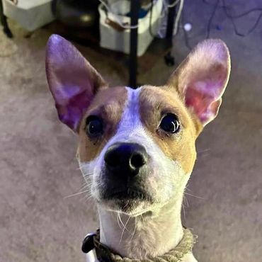 Small dog standing on hind legs looking up with big ears.