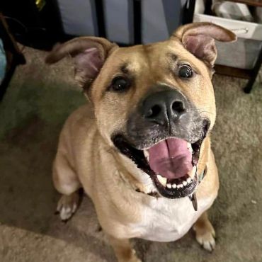 Happy dog sitting indoors, looking at the camera with a big smile.