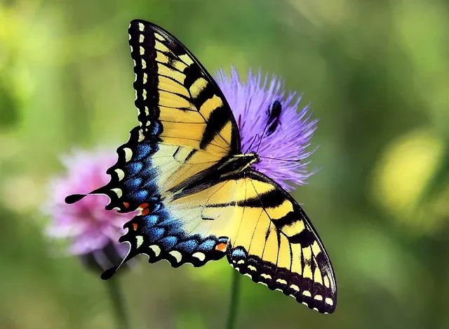 A yellow and black butterfly on a purple flower.