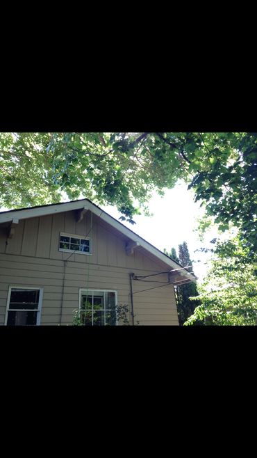 moss removal light gutters sunlight tacoma Edgewood maintenance windows lawn bonney lake yard leaf