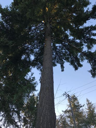 limb removal tree fir pacific northwest yard maintenance roof driveway Bonney Lake Lake Tapps view