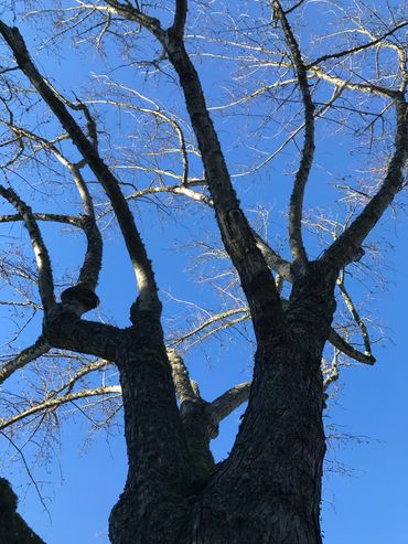 limb removal pruning maple tree safety moss removal yard maintenance leaves Bonney Lake sumner yard