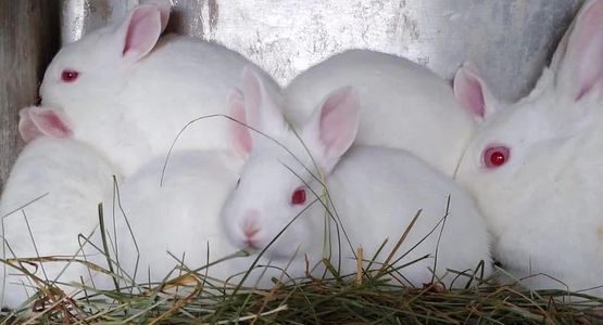 Florida White rabbits are an amazing all-purpose breed. From meat to showing and fur harvesting!