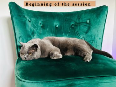 Beginning of a counselling session, cat laying on chair.