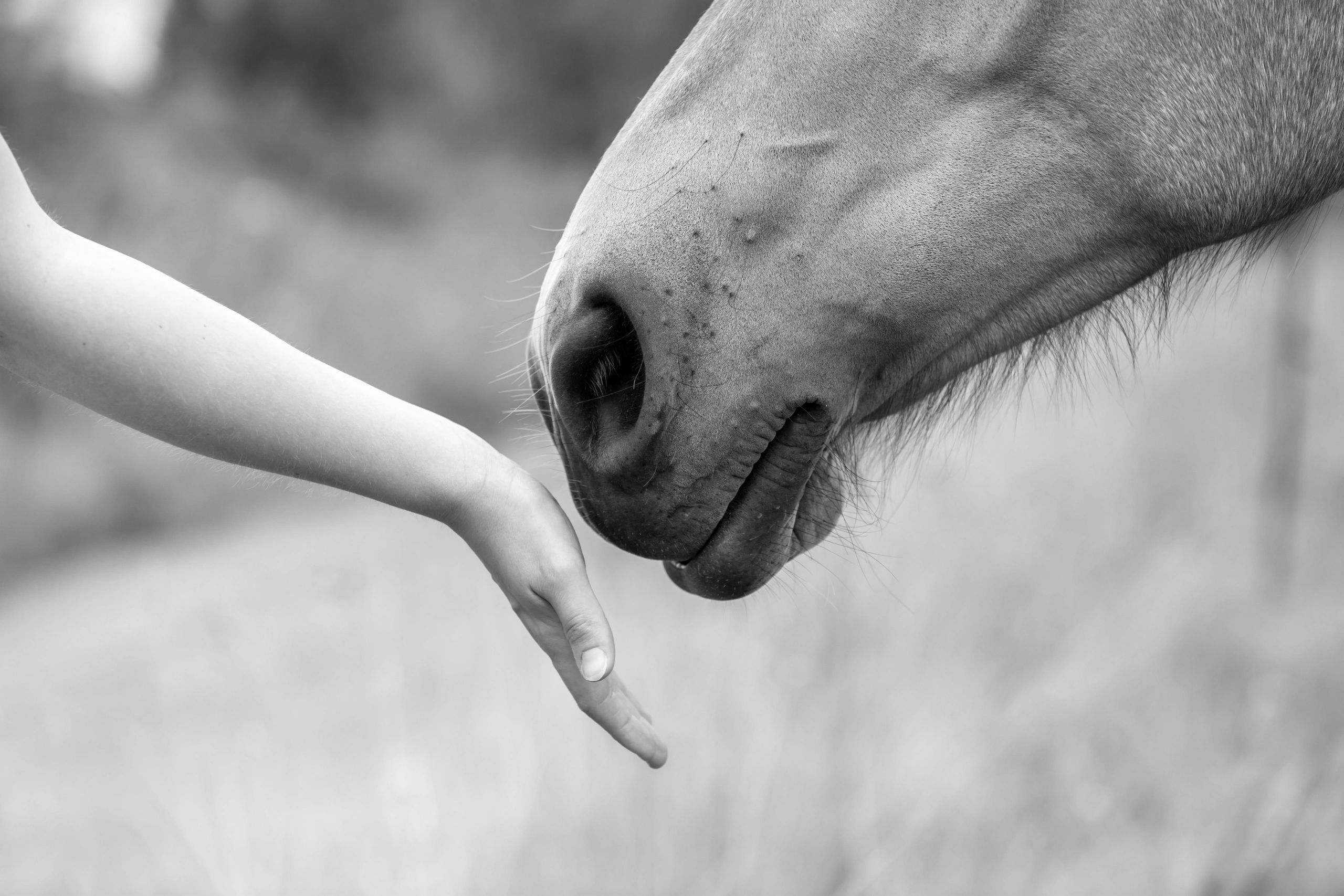 Close-up of a horse's muzzle gently touching a person's hand.