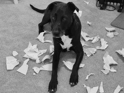 A dog sitting amongst torn up paper.