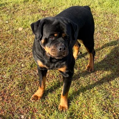 Lovey Spirit, Scotty's California Rottweiler Ranch, 84GotRotts, 844-687-6897, puppies for sale