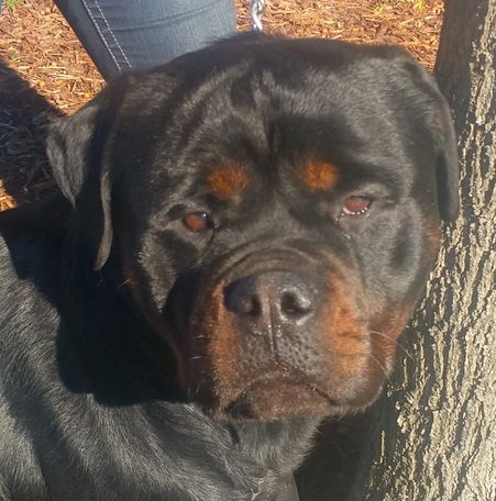 Rocky Se Ungo Rott, ranch grand sire, Scotty's California Rottweiler Ranch, #84GotRotts, 18446876887