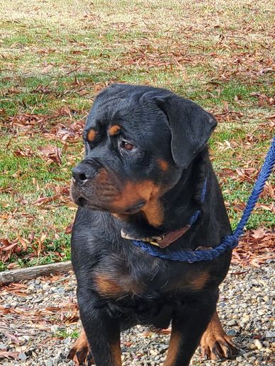 Roxy, Scotty's California Rottweiler Ranch, 84GotRotts, 844-687-6897, puppies for sale