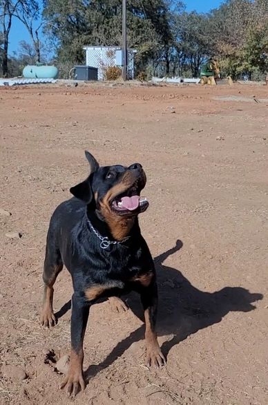 Gea, Scotty's California Rottweiler Ranch, 84GotRotts, 844-687-6897, puppies for sale