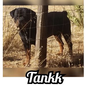 Tankk von SandScott, sire at Scotty's California Rottweiler Ranch, 84GotRotts, 18446876887