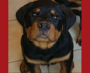 Spartacus, sire at our sires at Scotty's California Rottweiler Ranch, #84GotRotts, 1844-687