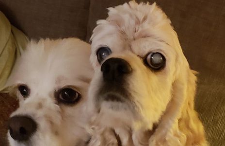 Jewels Cockers -Julie Nelson reported to animal control