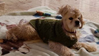 Jewels Cockers -Julie Nelson reported to animal control