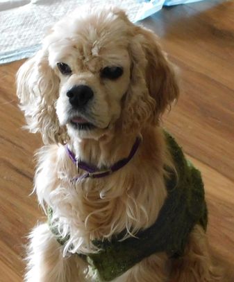 Jewels Cockers -Emily