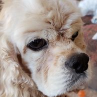 Jewels Cockers -Julie Nelson reported to animal control