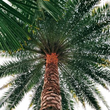 Transform your landscape with the perfectly trimmed beauty of diamond cut pruned date palms