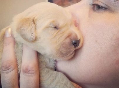 Cute golden retriever puppies bred with love in Hollister California.