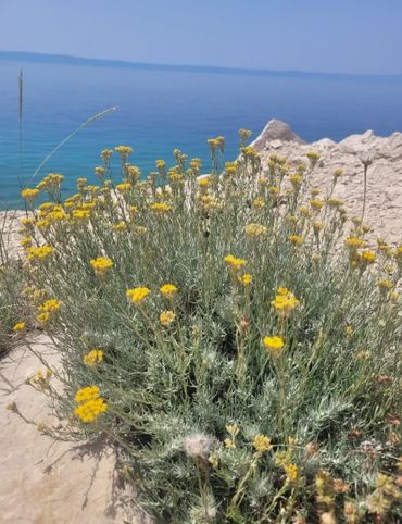 Essential immortelle oil sourced from Croatia. It offers skin benefits including anti-aging by boost