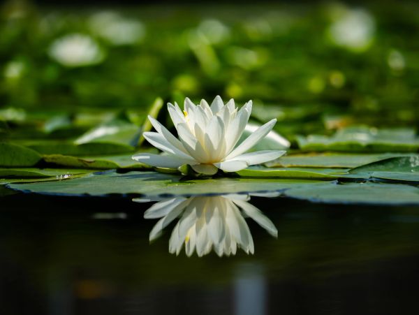 White water lily with reflection on water.