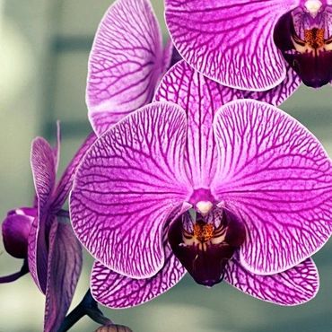 Orchid