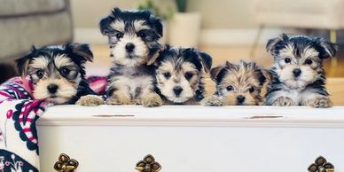 Teddy Bear Puppies