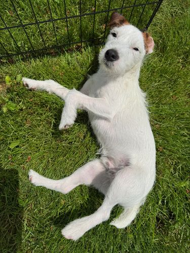 We’ve got you covered with harnesses and apparel for your four legged family members at PetPort!