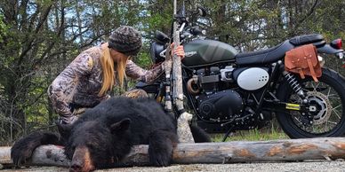 Bear Hunting. Triumph Motorcycle.