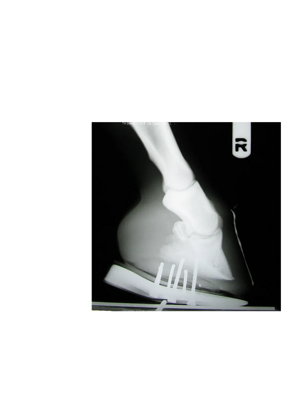 Radiograph of club foot from veterinary lameness consultation and hoof pads.