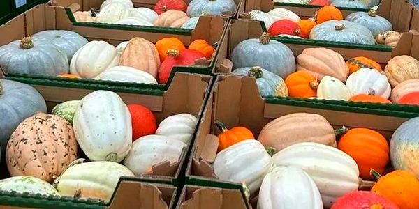 Squash harvested autumn 2024